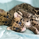 Illustration for article titled Clouded Leopard Cubs First For Houston Zoo, Are Adorable